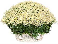 Цветочная композиция из Ромашки в корзине #REPLACE_PRED# Ирше