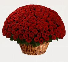 Премиум букет из: Розы #REPLACE_PRED# Ирше